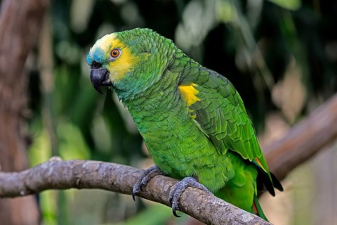 Yellow-headed Amazon (Amazona oratrix), adult, on wait, on tree, Central America, Central America