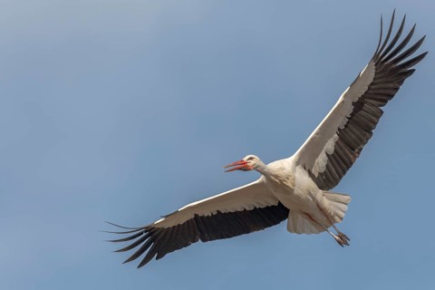 White stork (Ciconia ciconia) in flight during the nesting season in a village. Lower Rhine,