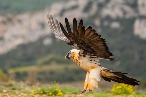 Bearded Vulture (Gypaetus barbatus) adult bird in flight with mountains in the backround, Pyrenees,