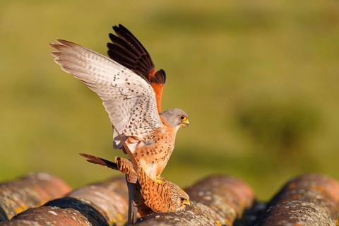 Pair of lesser kestrels (Falco naumanni), copula on the roof of an abandoned finca, Extremadura,