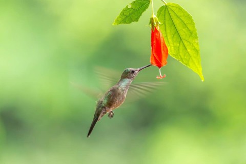 Green-fronted Brilliant Hummingbird (Heliodoxa jacula), Hummingbird (Trochilidae), Swiftbirds