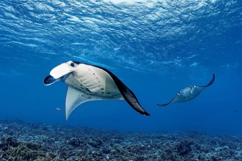 Two reef manta rays (Manta alfredi), swimming over coral reef in strong current, Tuamotu