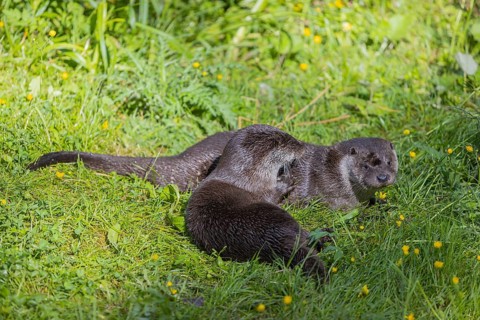 Two Eurasian otter (Lutra lutra), playing in green vegetation. Some yellow flowers (Ranunculus)