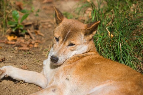 One New Guinea singing dog or New Guinea Highland dog (Canis hallstromi) (Canis dingo hallstromi,