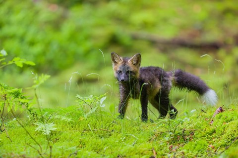 One young silver fox (Vulpes vulpes) exploring the surrounding of its den on the mossy forest floor