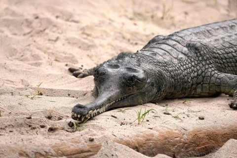 Ganges gavial (Gavialis gangeticus), gharial, true gavial, adult, on land, captive, endangered