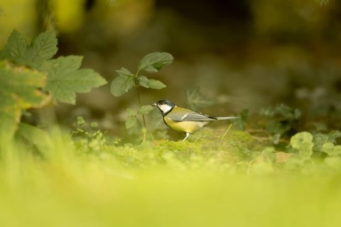 Great tit (Parus major) looking for food in the meadow, looking to the front left, standing on
