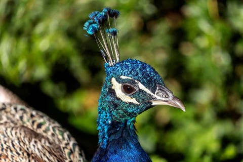 Indian peafowl (Pavo scalloped ribbonfish), portrait, captive, Germany, Europe