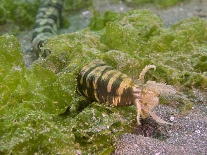 Feather mouth sea cucumber (Synapta maculata) with stripe pattern amidst green algae on sandy