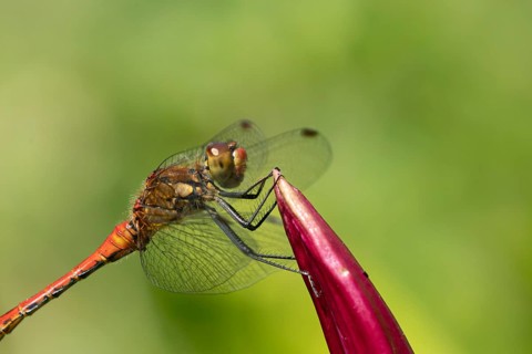 Ruddy darter dragonfly (Sympetrum sanguineum) adult male insect resting on a garden lily flower,