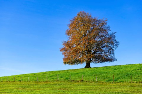A single tree with autumn leaves stands on a green meadow under a clear blue sky, copper beech