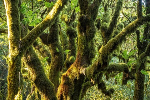 Forest in Garajonay National Park, UNESCO World Heritage Site on the island of La Gomera, Canary