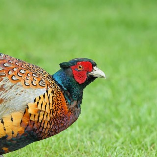 Pheasant, hunting pheasant (Phasianus colchicus), adult male bird in a meadow, animal portrait,