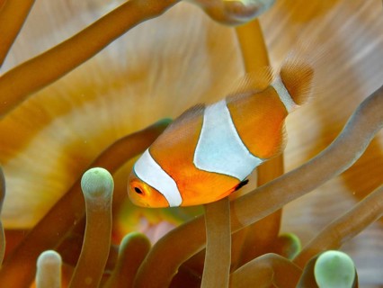 An Ocellaris Clownfish (Amphiprion ocellaris), Nemo, swimming through the long arms of a sea