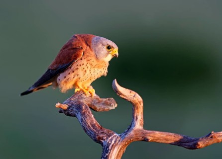 Male lesser kestrel (Falco naumanni) on its perch, Extremadura, Spain, Europe