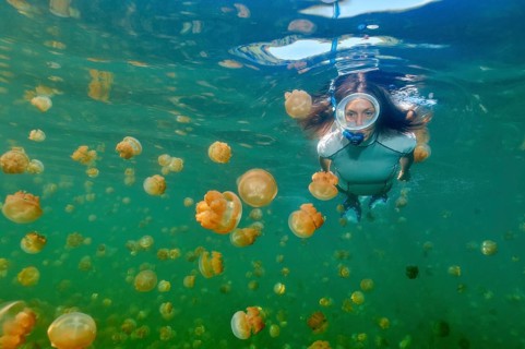 Underwater photo of snorkeller seen from close up swimming between many lagoon jellyfish (Mastigias