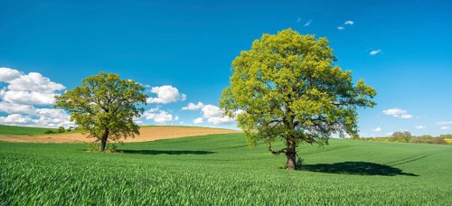 Green grain field with large solitary oaks under a blue sky in spring, Burgenlandkreis,