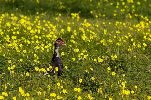 Muscovy duck (Cairina moschata) in meadow, Bermuda buttercup (Oxalis pes-caprae), also known as low