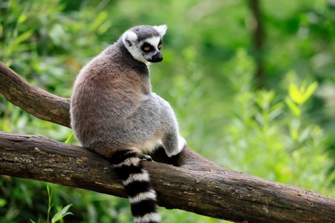 Catta (Lemur catta) adult, sitting on tree, Magaskar