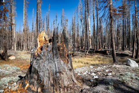 Mineral, California - Burned trees in Lassen Volcanic National Park. The 2021 Dixie Fire burned
