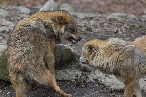 Social behaviour between two adult eurasian gray wolves (Canis lupus lupus), showing hierarchy