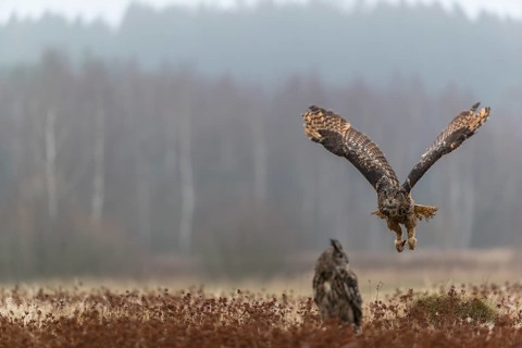 One female Eurasian Eagle Owl, Bubo bubo, sitting on a meadow and a male Eagle Owl flying over it.
