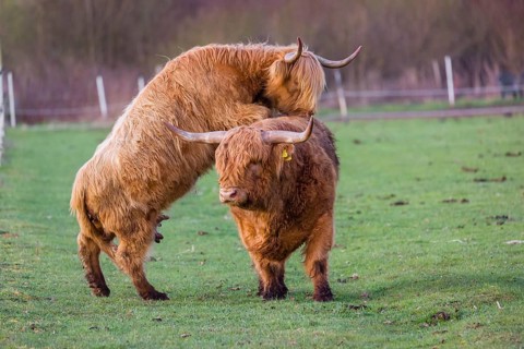 A Highland Cow (Bos (primigenius) in heat mounts a bull