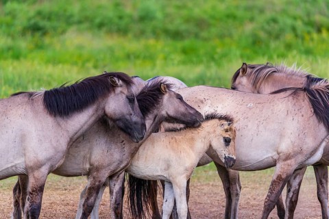 A herd of tarpans (Equus ferus) stands in a clearing in the Masuria tarpan horse reserve, belonging