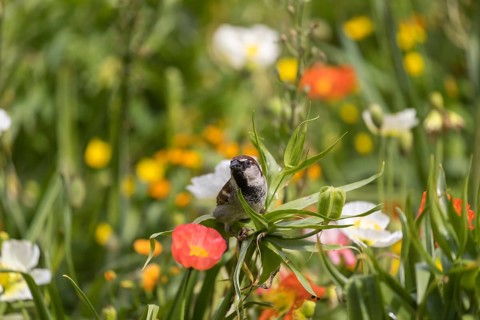 One male house sparrow (Passer domesticus) collecting insects in a flowering field of poppy