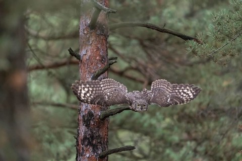 One spotted eagle-owl (Bubo africanus) flying thru a forest. Trees and leaves in the background
