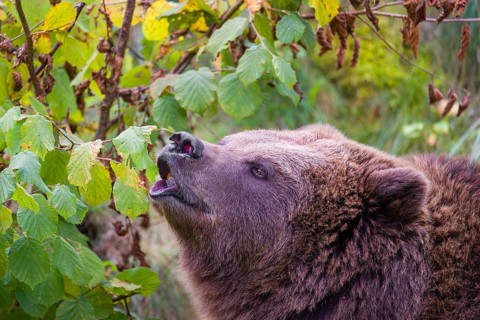An adult female brown bear (Ursus arctos arctos) eating leaves from a birch tree