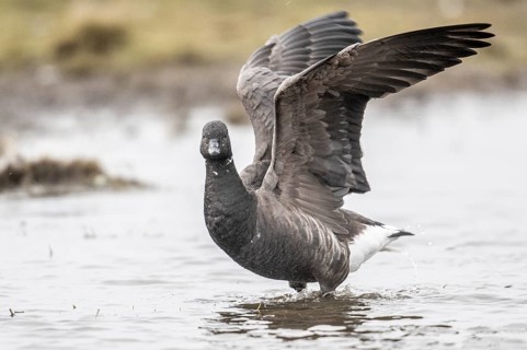 Brent goose (Branta bernicla), Amrum, Schleswig-Holstein, Germany, Europe