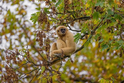 A White-handed gibbon, Hylobates lar, climbs in a tree