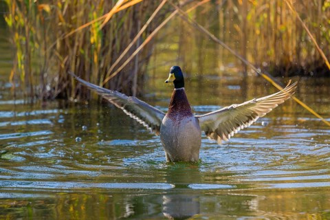 A male mallard or wild duck (Anas platyrhynchos) bathes in a pond, flapping its wings