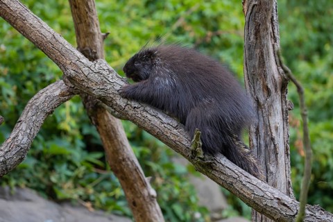 One North American porcupine (Erethizon dorsatum), or Canadian porcupine resting on a branch. A