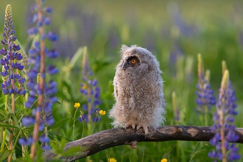 One young long-eared owl (Asio otus), sitting on a branch that is lying in a field of flowering