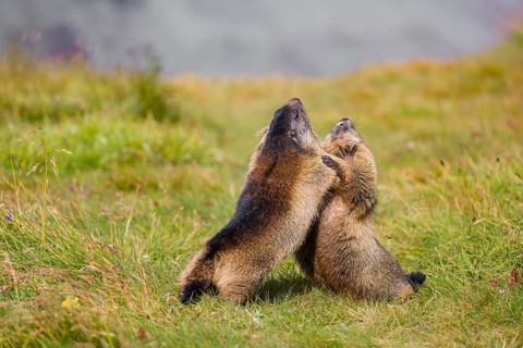 Two adult Alpine Marmots, Marmota marmota, play fighting in green grass. Grossglockner high alpine