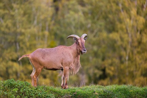 One Barbary sheep (Ammotragus lervia) stands on green hilly ground. A forest is in the background
