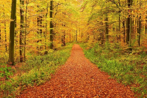 Forest path through beech forest in full autumn colour, Steigerwald, Franconia, Bavaria, Germany,