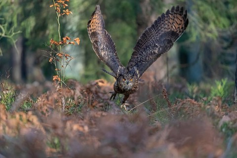 One Eurasian Eagle Owl, Bubo bubo, flying thru a forest with ferns on the ground