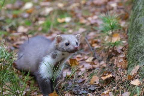 One beech marten (Martes foina) running thru a forest of pines. Trees and undergrowth around