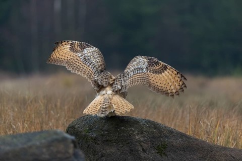One Siberian Eagle Owl (Bubo bubo sibiricus) landing on a rock between tall reed grass lakeshore on