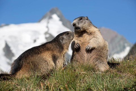 Two adult Alpine Marmot, Marmota marmota, sitting in front of the Grossglockner mountain in bright