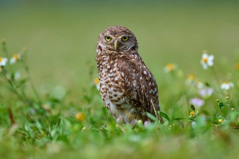 Burrowing owl (Speotyto cunicularia), sitting in a meadow and observing the surroundings, Pembroke