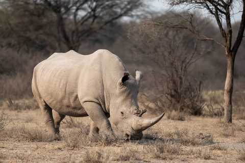 Southern white rhinoceros (Ceratotherium simum simum), rhino, Khama Rhino Sanctuary, Serowe,