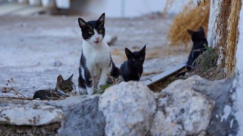 Mother cat, kittens, Four cats on rocky ground amidst plant remains and stones, cat (s), Mesochori,