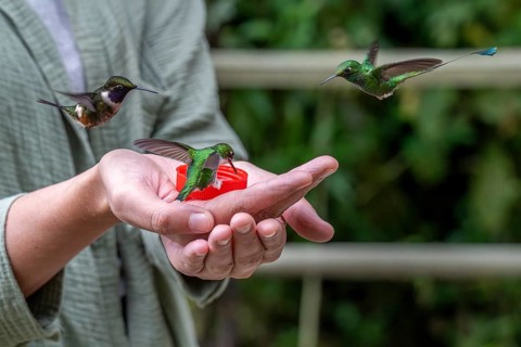Young woman feeding hummingbirds, Mindo Forest Reserve, Mindo, Ecuador, Mindo Forest Reserve,