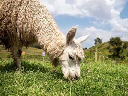 Llama (Lama glama), Sacsayhuaman, Cusco, Peru, South America