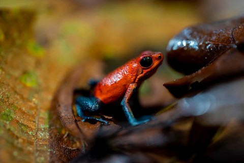 Strawberry frog (Oophaga pumilio) sitting on a dry leaf, Heredia province, Costa Rica, Central