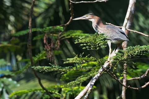 Mangrove heron (Butorides striata), juvenile, Tortuguero National Park, Costa Rica, Central America